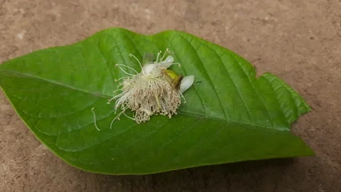 Guava flower on leaf. Stock Footage 155776437