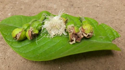 Guava flower on leaf. Stock Footage 155776454