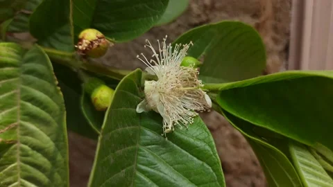 Guava flower with leaves. Stock Footage 155776574