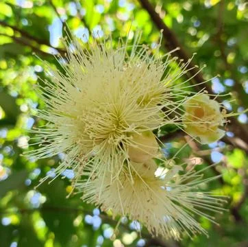 Guava flower Stock Photos