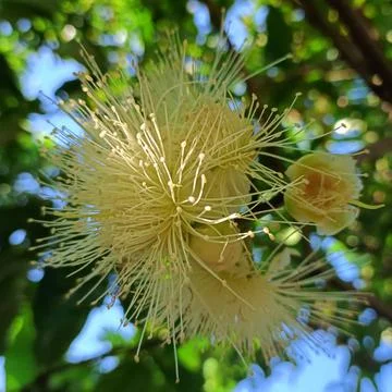 Guava flower Stock Photos