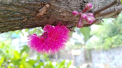 Guava flower Stock Photos