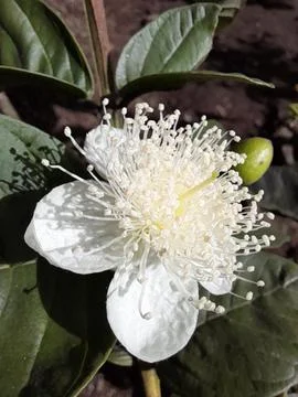 Guava flower Stock Photos