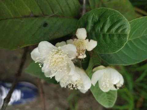 Guava flower Stock Photos