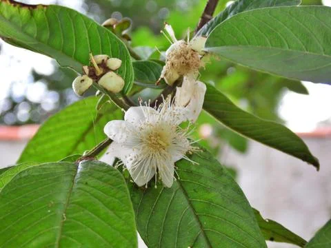 Guava flower Stock Photos