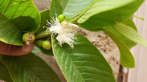 Guava flower in tree. Stock Footage 155776481