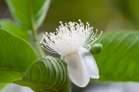 Guava Flower in the Tree Stock Photos