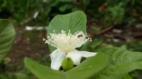 Guava flowers are white Stock Footage 248900174