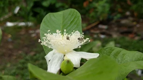 Guava flowers are white Stock Footage 248900328