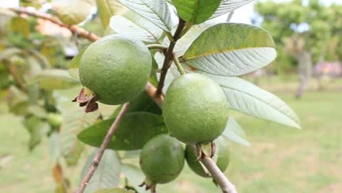 Guava Stock Footage 9869576