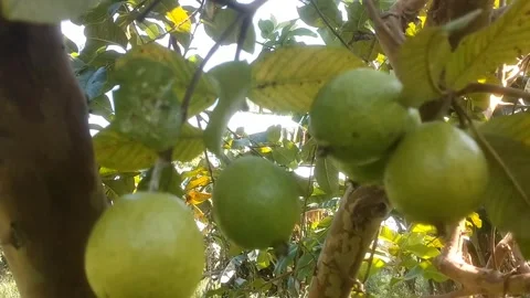 Guava 库存影片 336165534