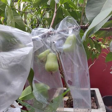 Guava fruit 2 Stock Photos