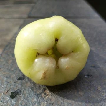 Guava fruit affected by pests Stock Photos