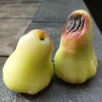 Guava fruit affected by pests Stock Photos