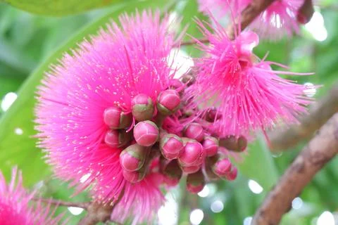 Guava fruit is in bloom Stock Photos