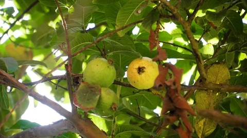 Guava fruit on the branch Stock Footage 100608195