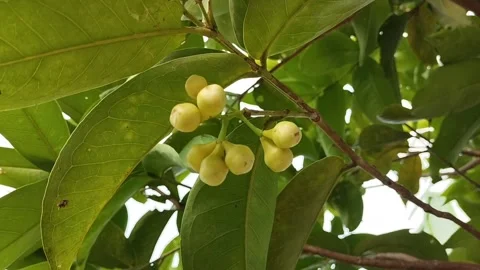 Guava fruit buds on a tree branch Stock Footage 327769435