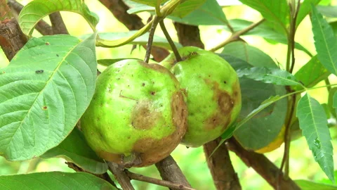 Guava fruit 스톡 동영상 297554387