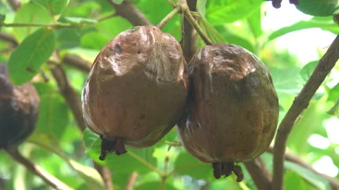 Guava fruit 스톡 동영상 297605459