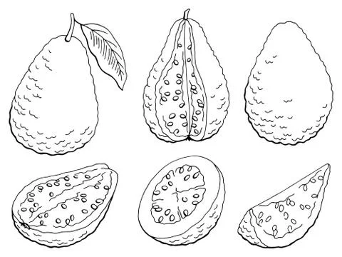 Guava fruit graphic set black white isolated sketch illustration vector Stock Illustration