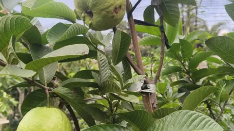 Guava fruit growing on tree branch in garden 库存影片 348708301