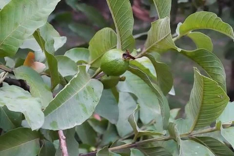 Guava fruit grows on the branch of a tree, close-up. Stock Photos