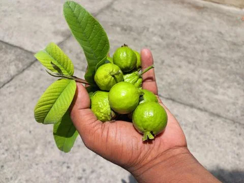 Guava fruit on hand Stock Photos