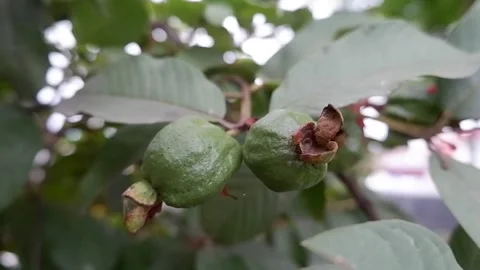 Guava fruit hanging from the tree Stock Footage 277748494