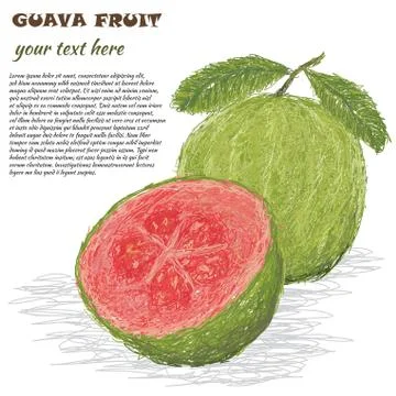 Guava fruit Stock Illustration