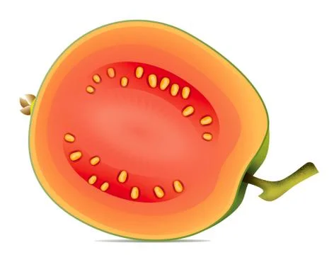Guava fruit isolated on white background Stock Illustration