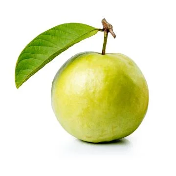 Guava fruit with leaf Stock Photos