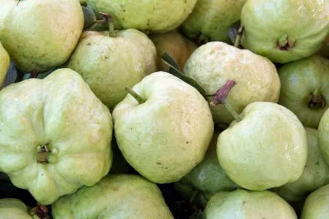 Guava fruit. Stock Photos