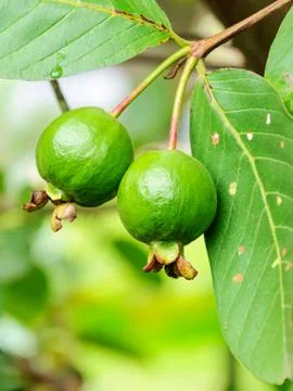 Guava fruit Stock Photos