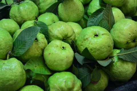 Guava fruit Stock Photos