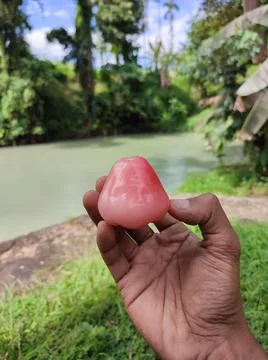 Guava fruit Stockfoto's