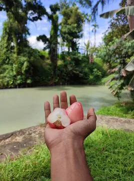 Guava fruit Stockfoto's