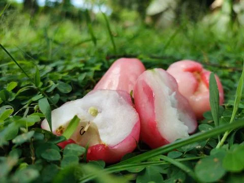 Guava fruit Stockfoto's