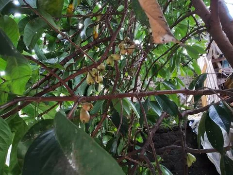 Guava fruit Stock Photos