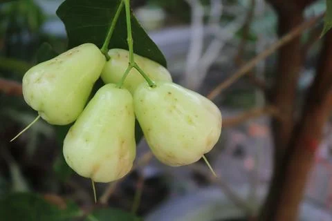 Guava fruit Foto stock