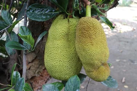 Guava fruit Foto stock