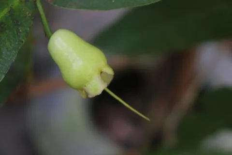 Guava fruit Stock Photos