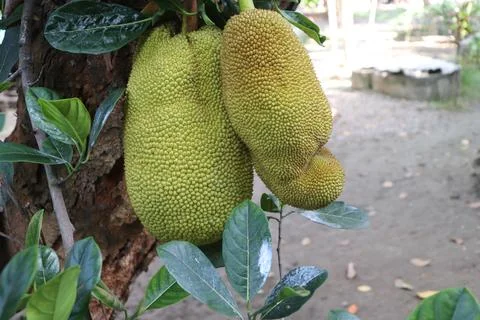 Guava fruit Foto stock