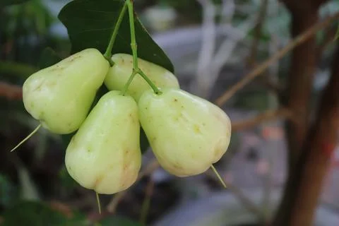 Guava fruit 스톡 사진
