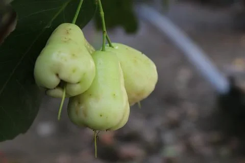 Guava fruit Stock-Fotos