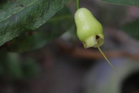 Guava fruit Foto stock