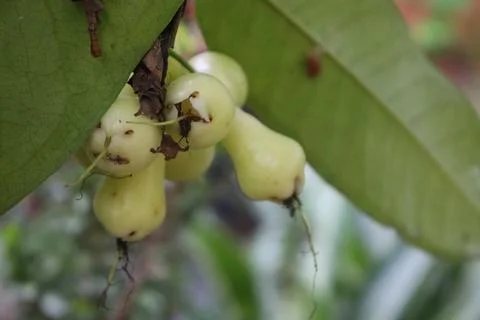 Guava fruit Foto stock