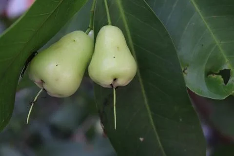 Guava fruit 스톡 사진