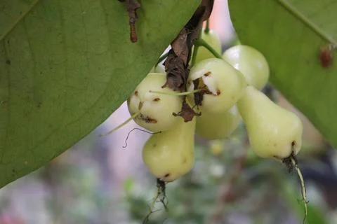 Guava fruit 스톡 사진