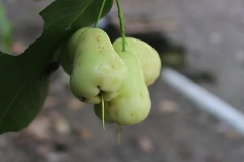 Guava fruit Foto stock