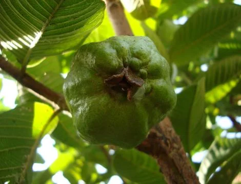 Guava fruit Stock Photos